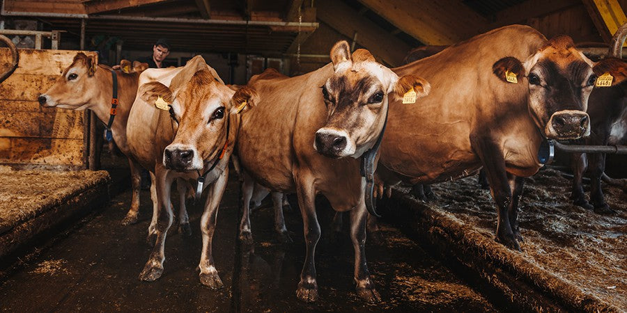 Extra reichhaltige Milch von den Jersey Kühen