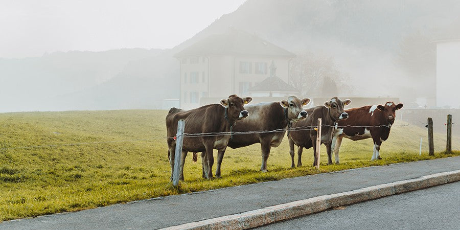 Unser Nachbar und Milchlieferant Franz und seine schönen Tiere
