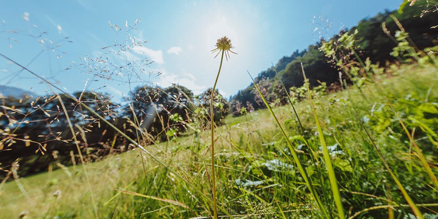 Superfood für Kühe – die Bergwiese